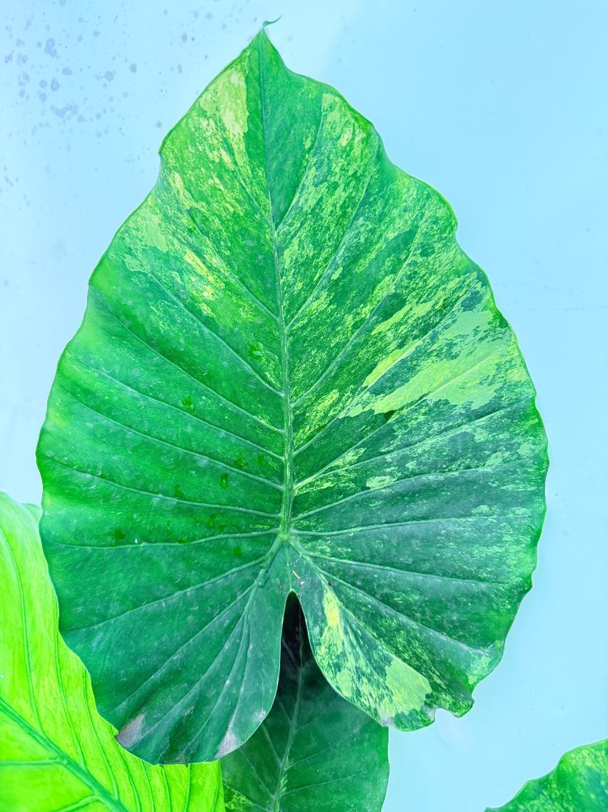 Alocasia Odora Variegata Aurea XXL 09