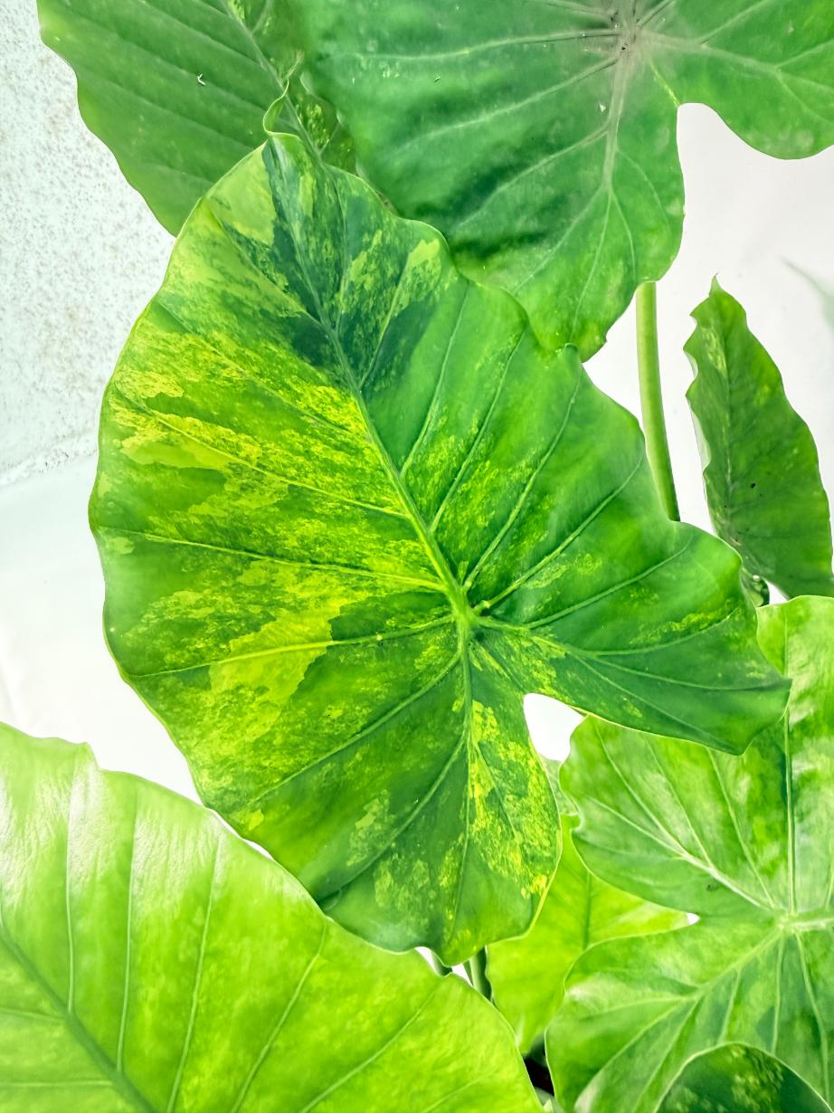 Alocasia Odora Variegata Aurea XXL 10