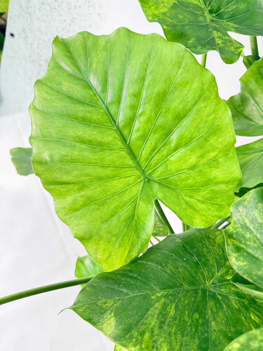 Alocasia Odora Variegata Aurea XXL 11