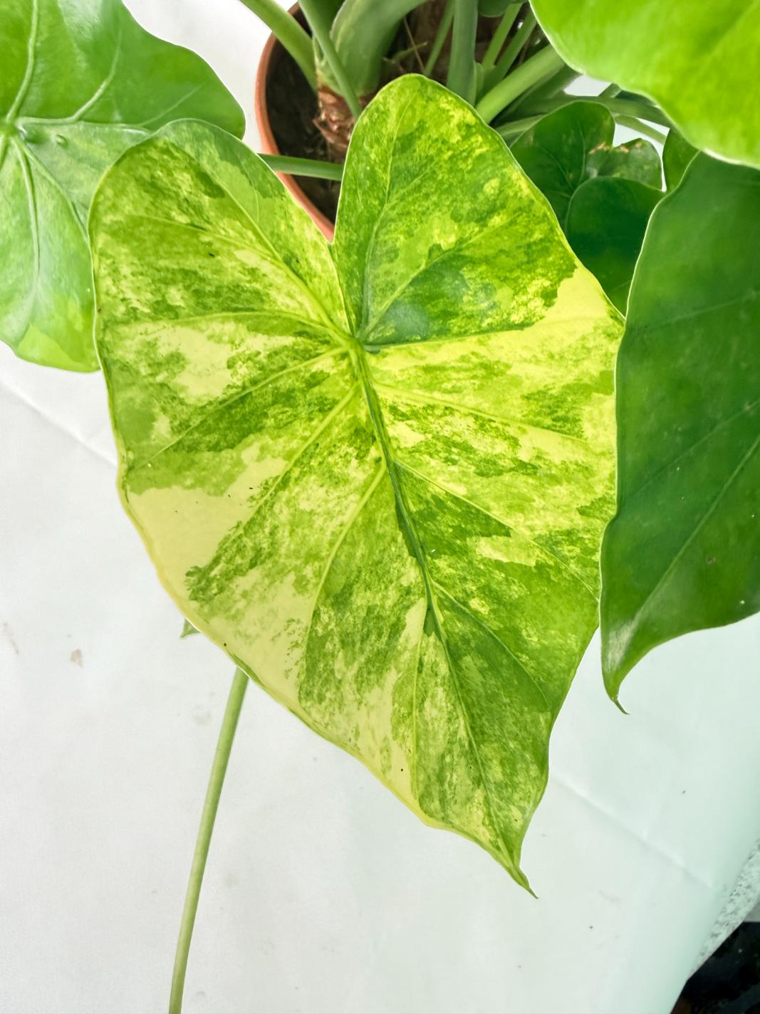 Alocasia Odora Variegata Aurea XXL 03