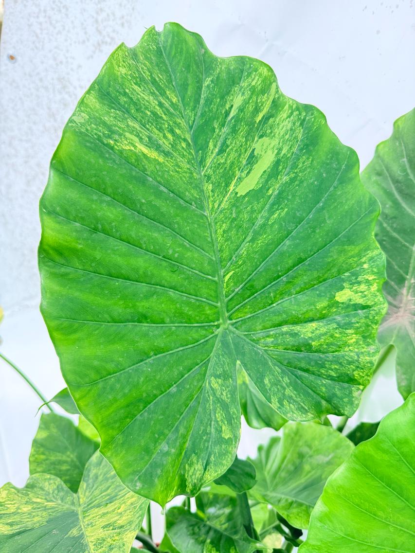 Alocasia Odora Variegata Aurea XXL 12