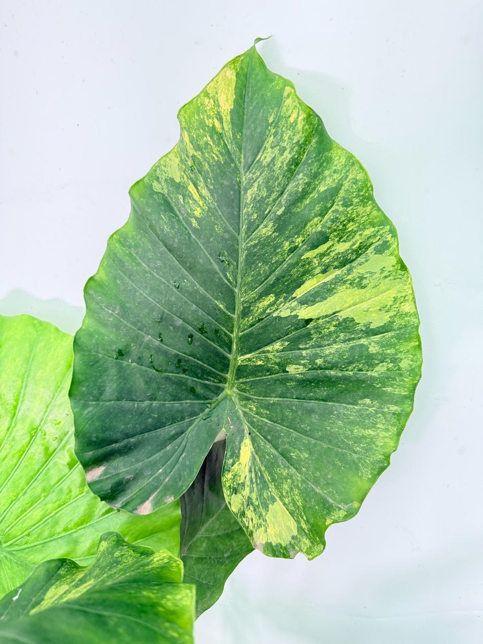 Alocasia Odora Variegata Aurea XXL 13