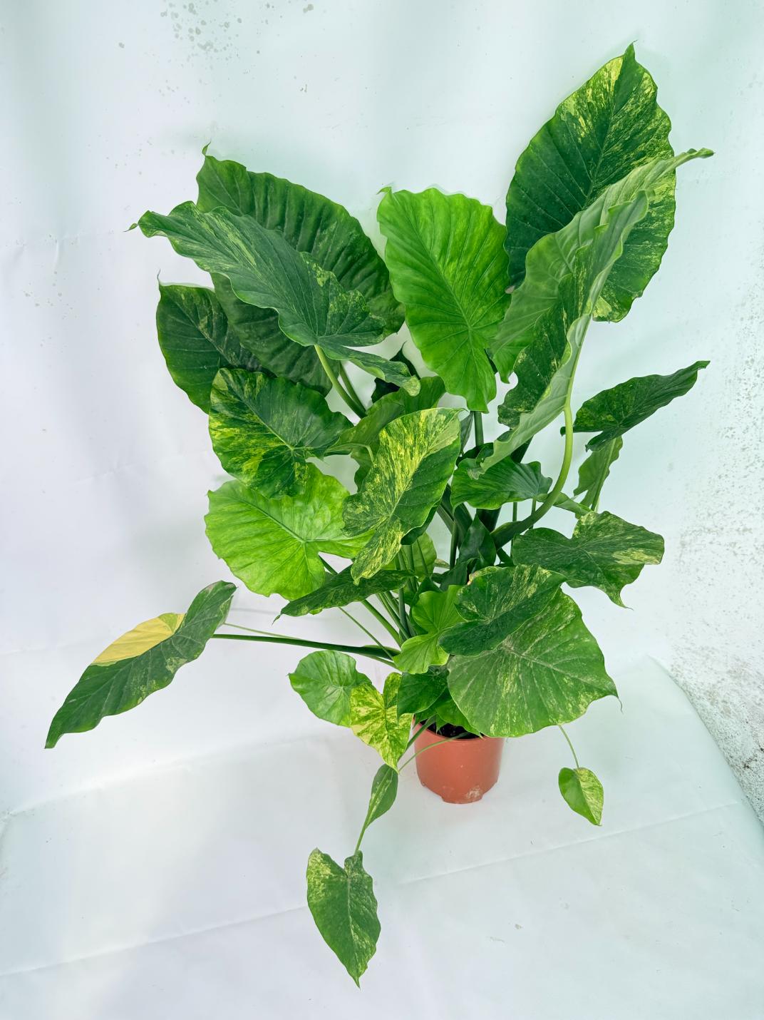 Alocasia Odora Variegata Aurea XXL 14