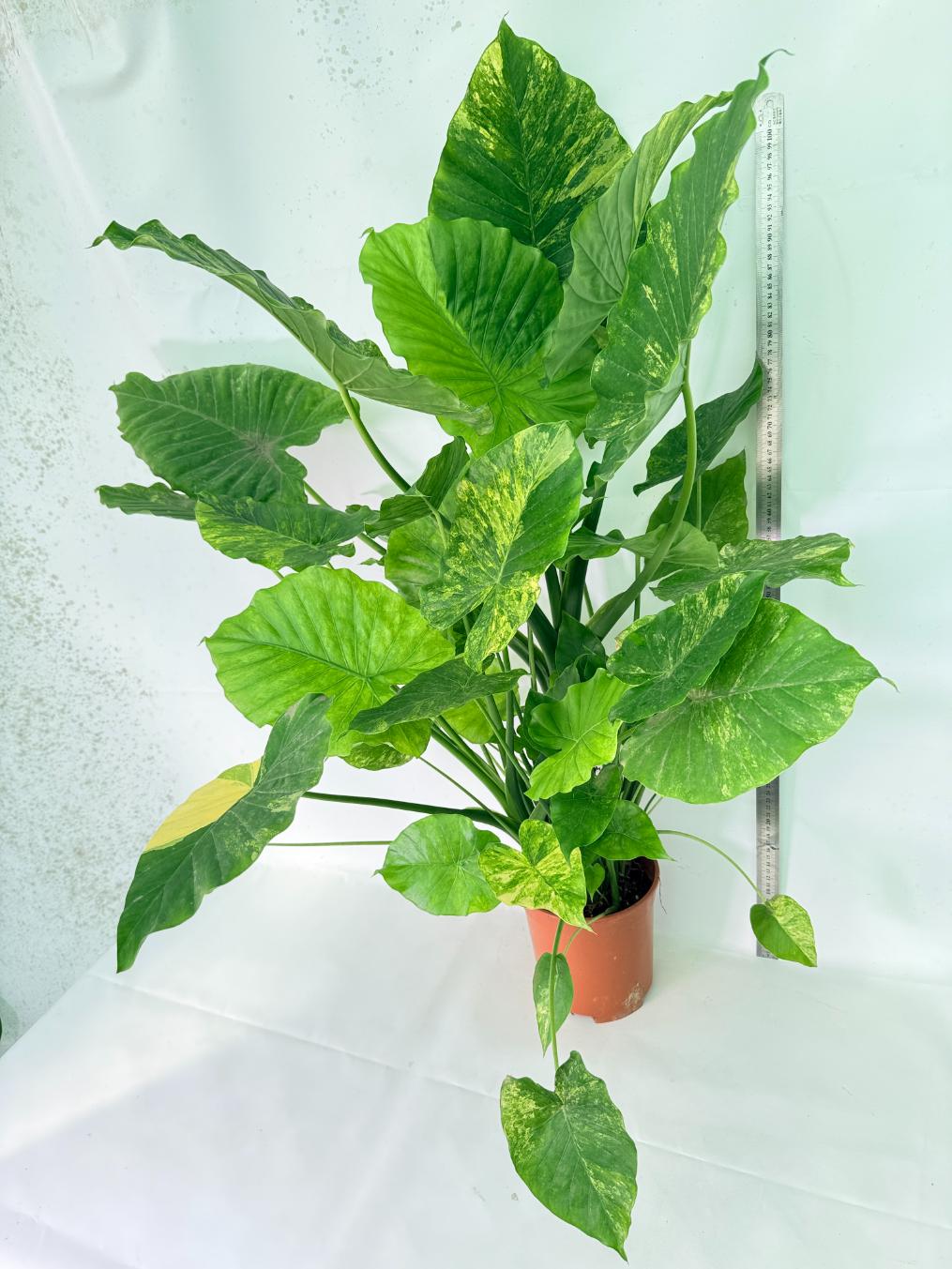Alocasia Odora Variegata Aurea XXL 15