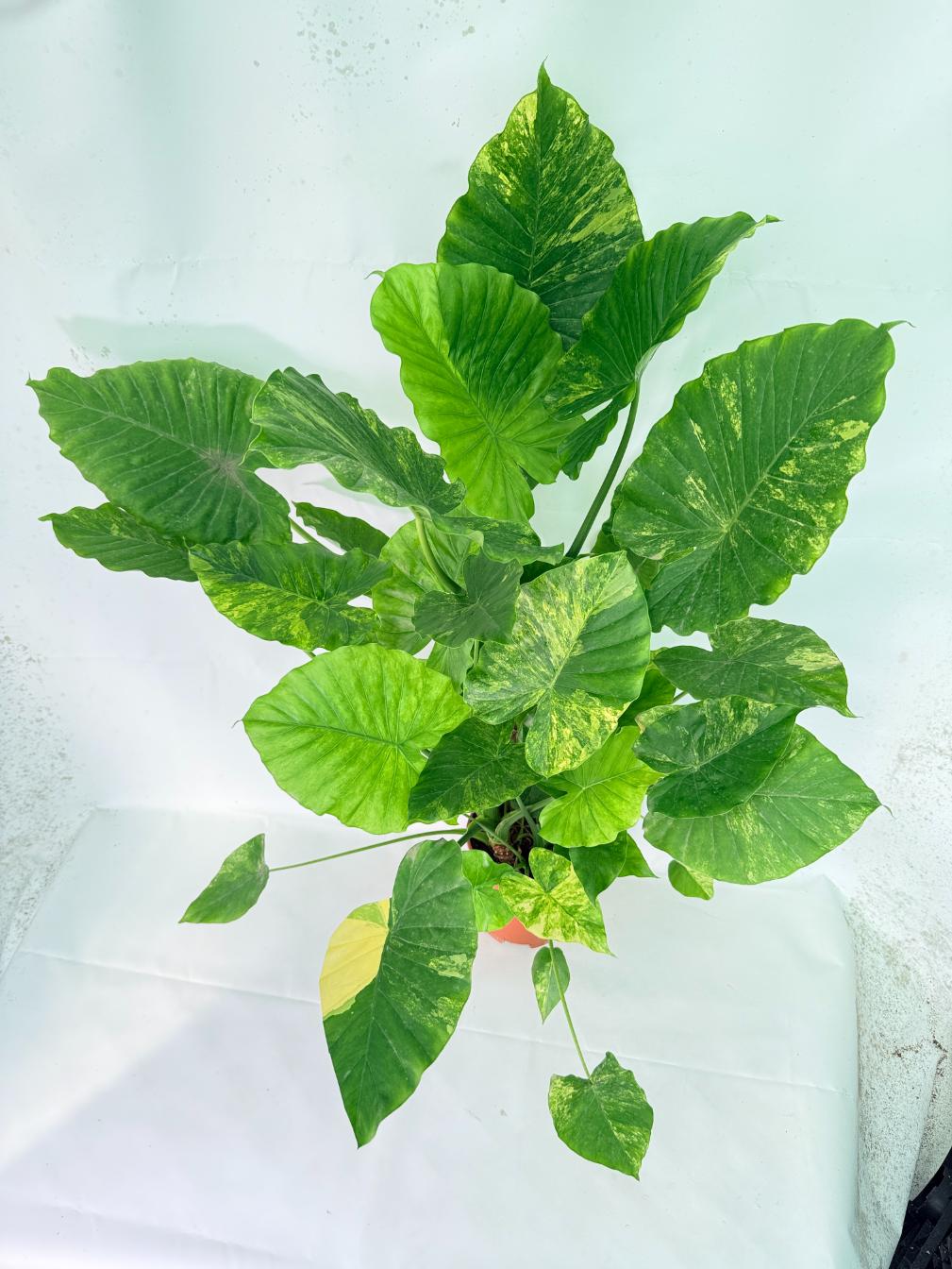 Alocasia Odora Variegata Aurea XXL 04