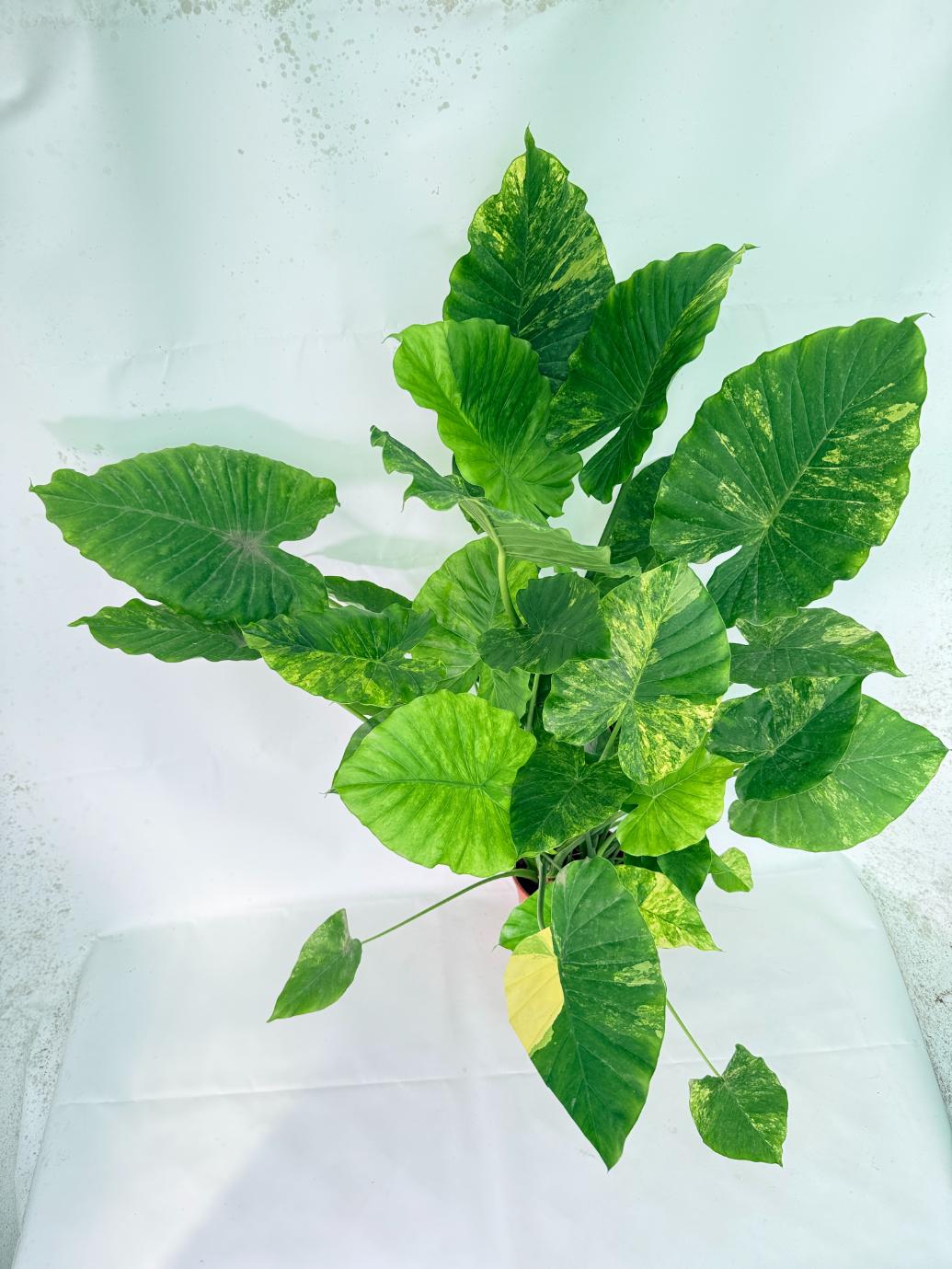 Alocasia Odora Variegata Aurea XXL 06