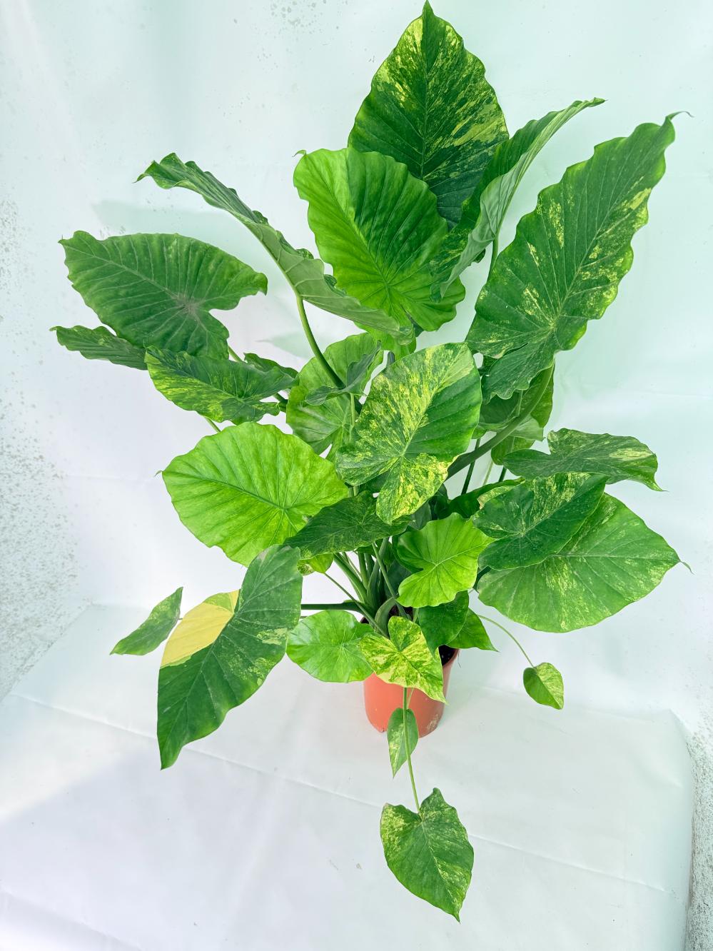 Alocasia Odora Variegata Aurea XXL 01