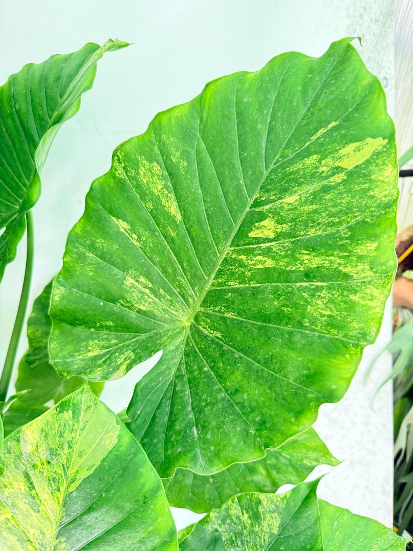 Alocasia Odora Variegata Aurea XXL 05