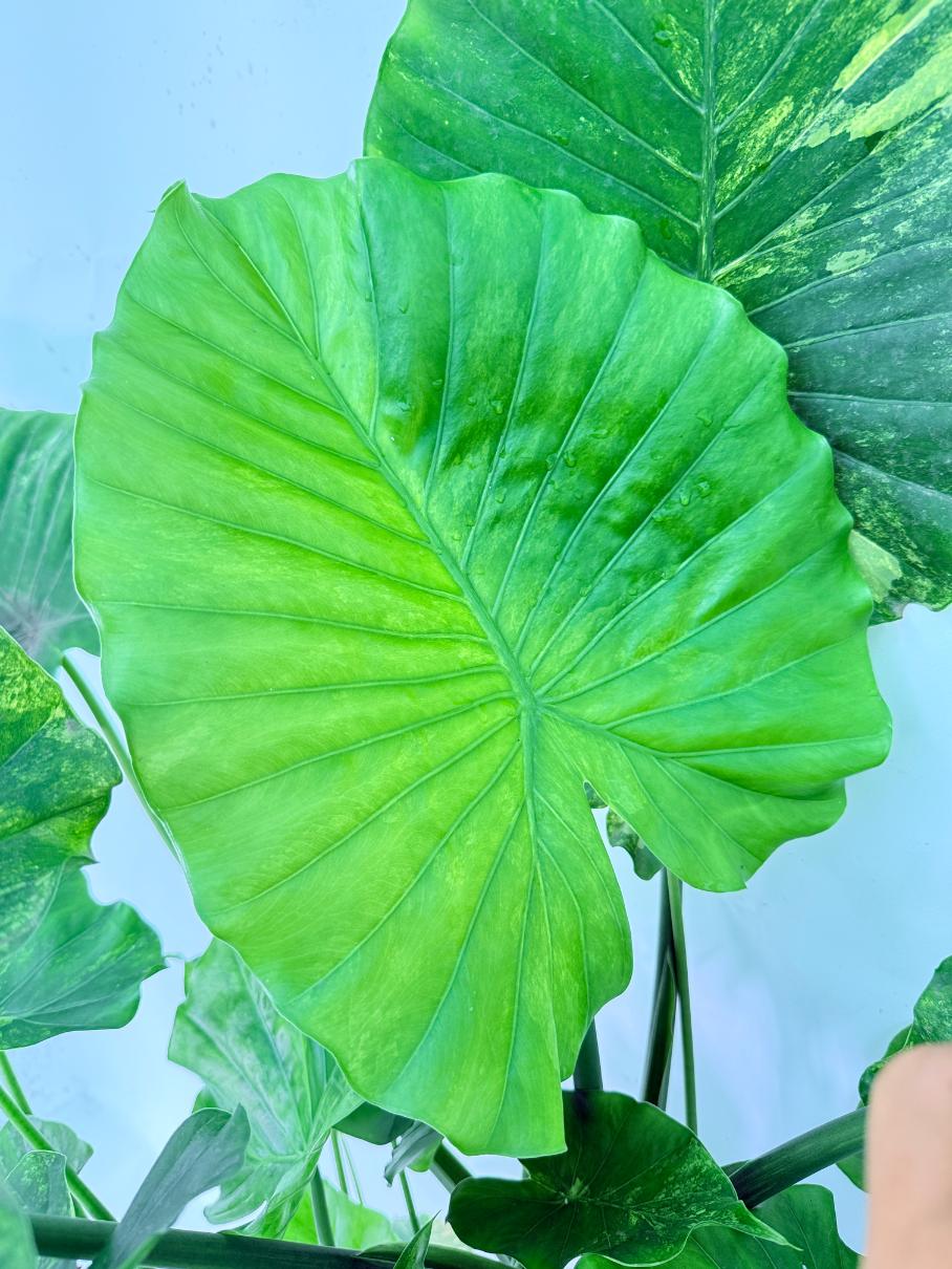 Alocasia Odora Variegata Aurea XXL 07