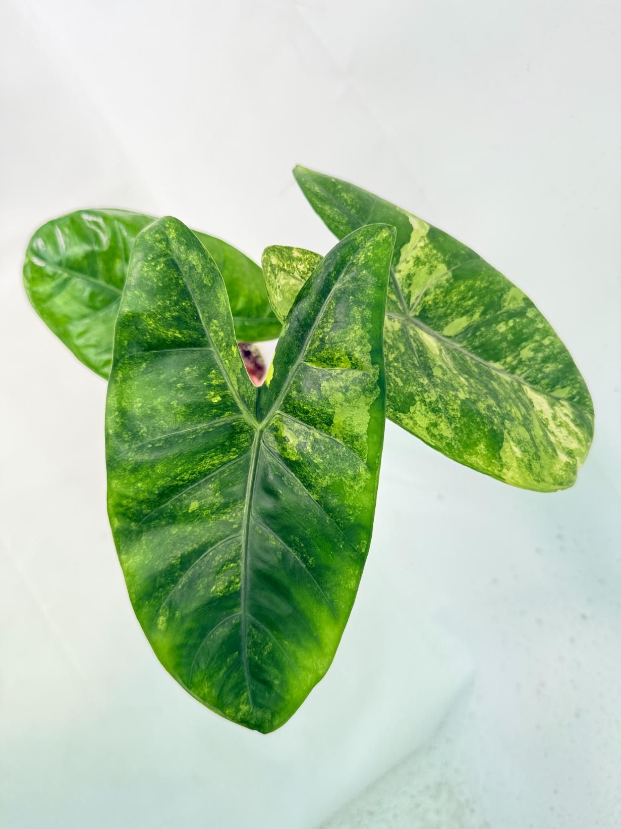Alocasia Pink Dragon Variegata 3
