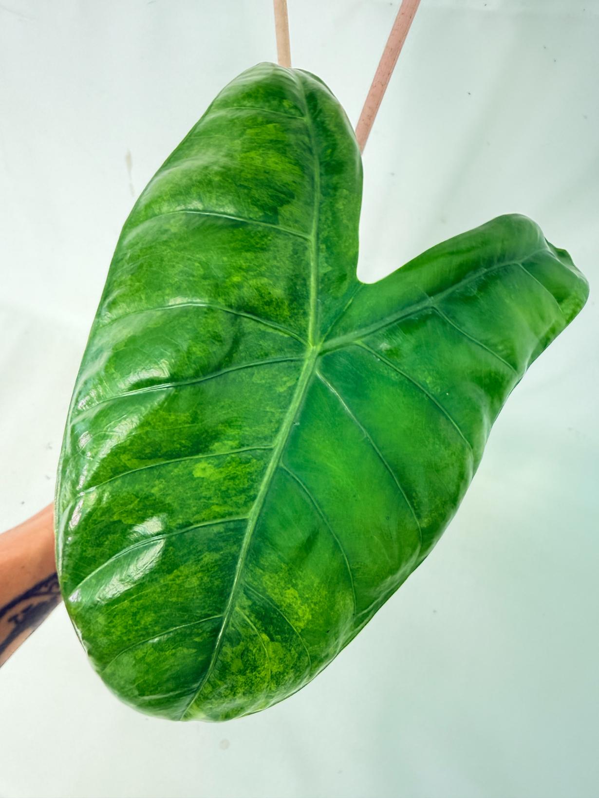 Alocasia Pink Dragon Variegata 9