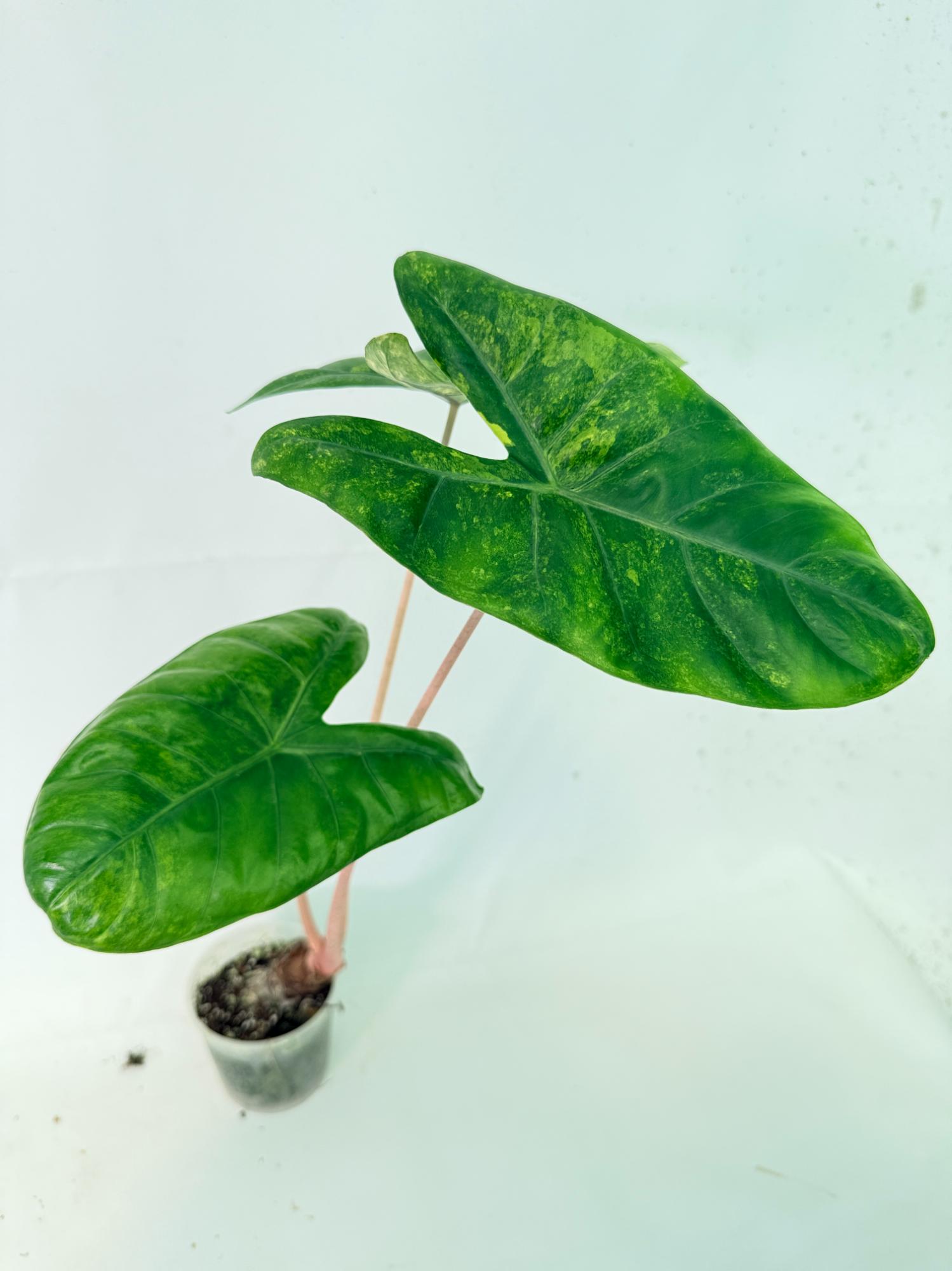 Alocasia Pink Dragon Variegata 5