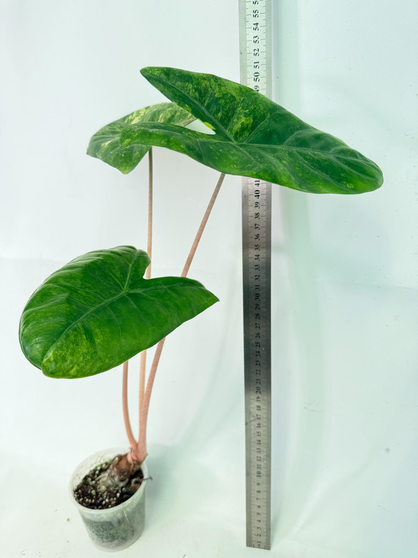 Alocasia Pink Dragon Variegata 1