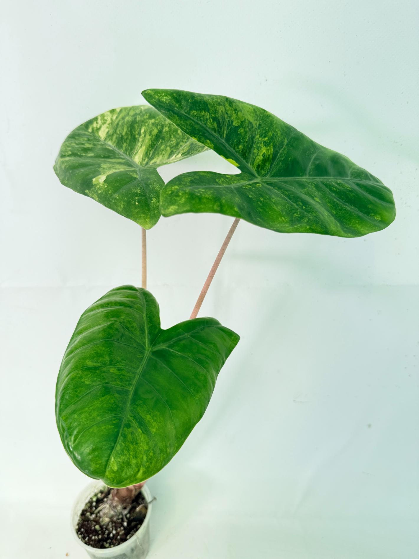 Alocasia Pink Dragon Variegata 4