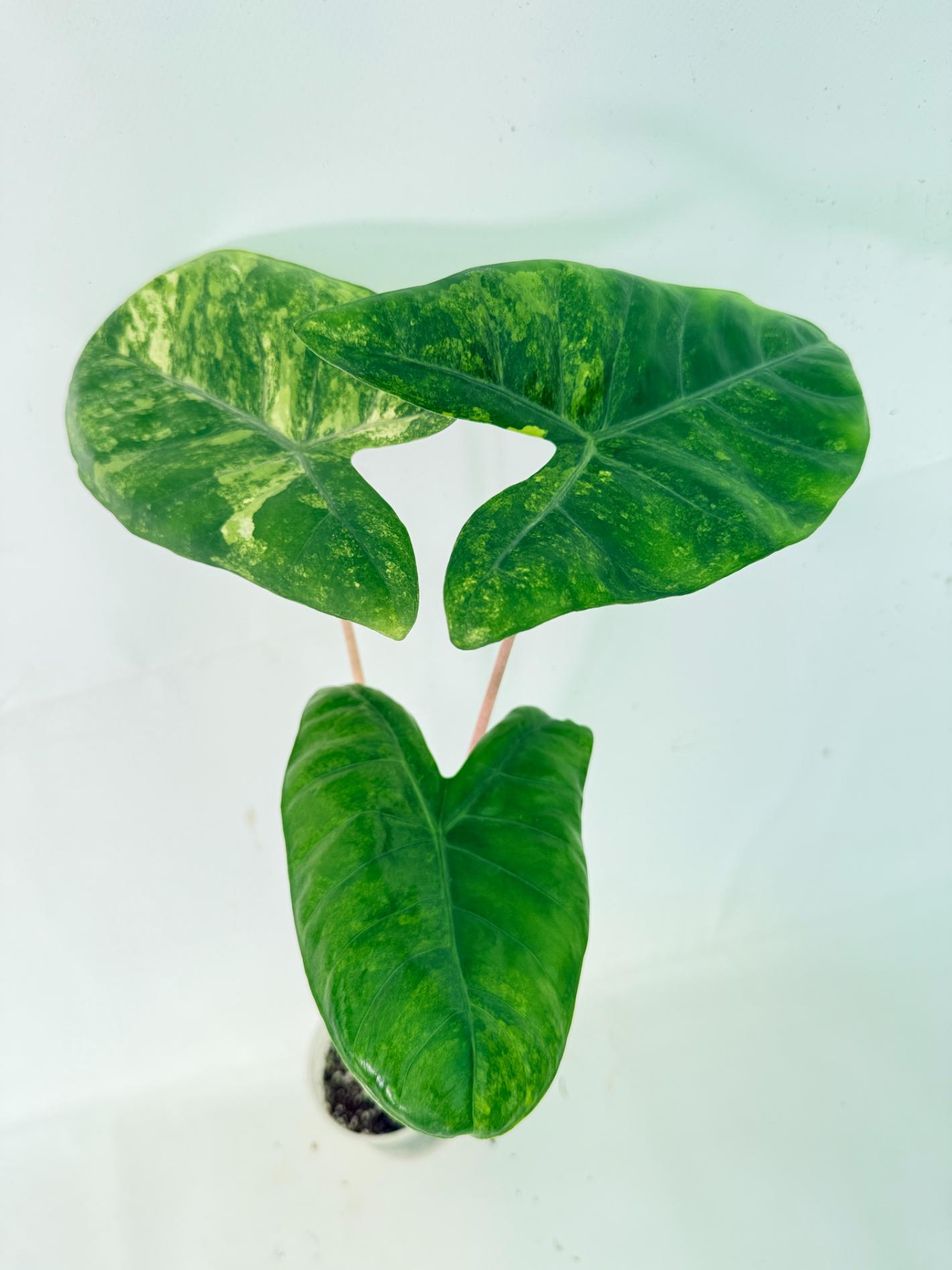 Alocasia Pink Dragon Variegata 6