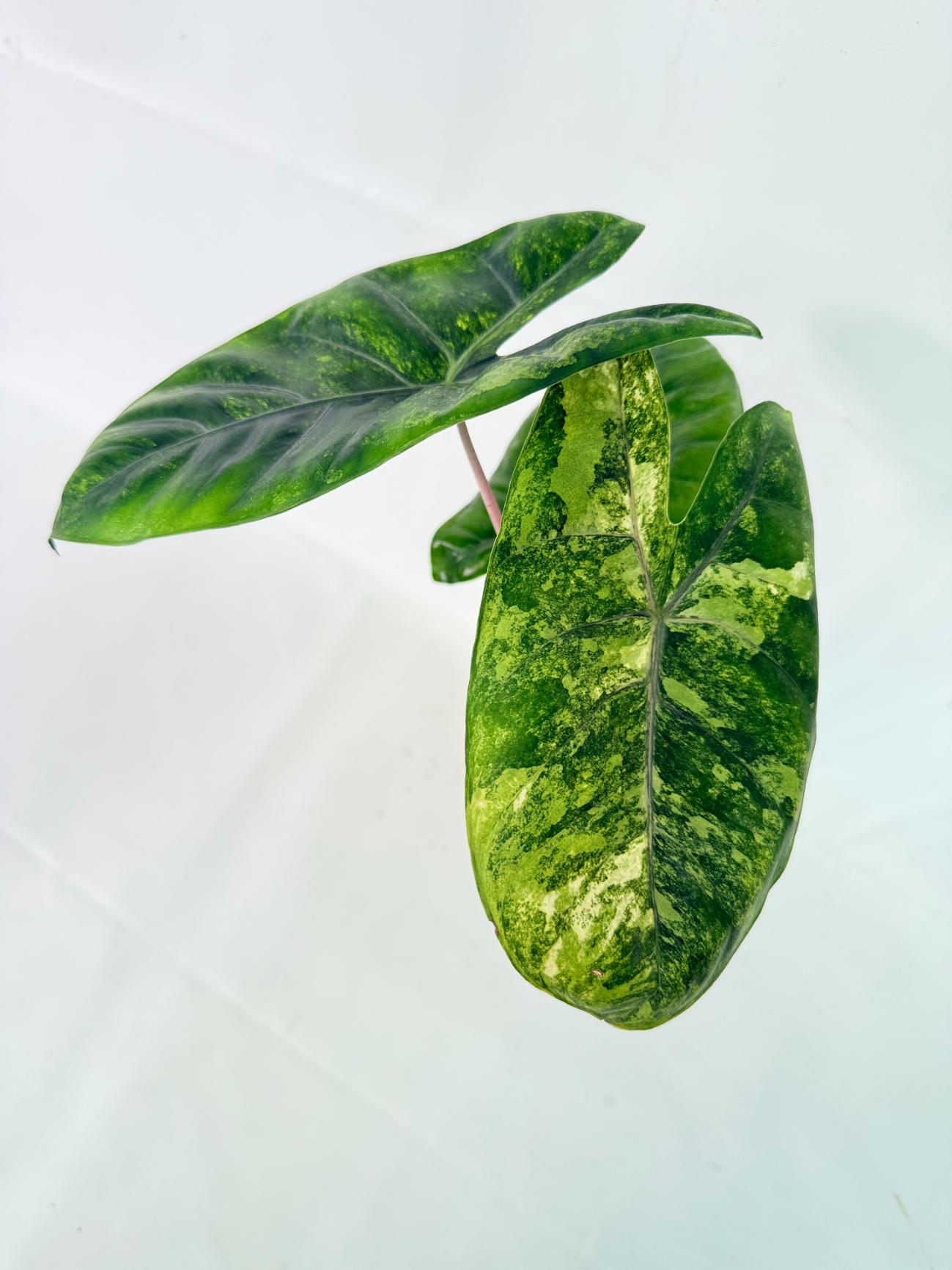 Alocasia Pink Dragon Variegata 7