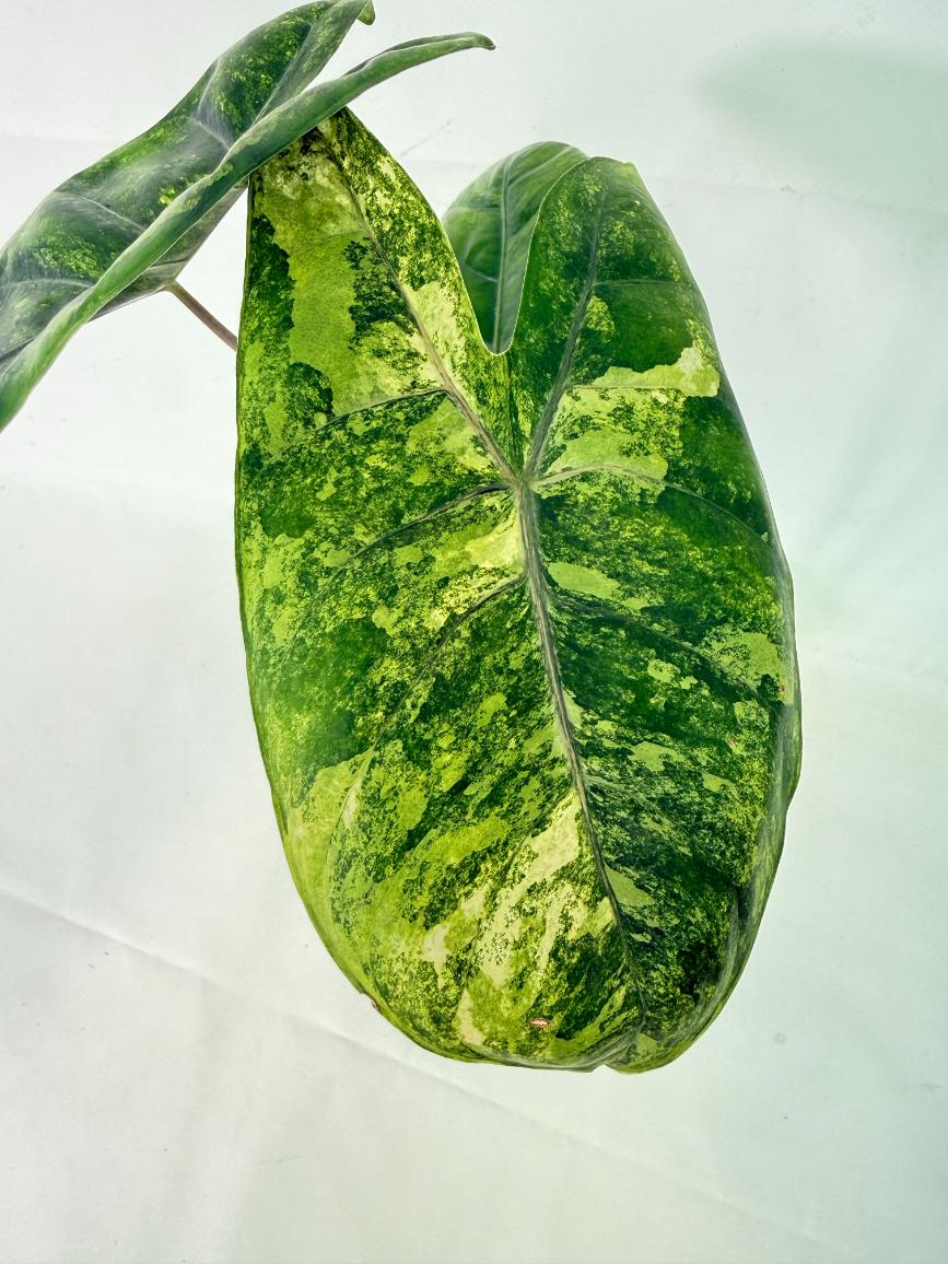 Alocasia Pink Dragon Variegata 2