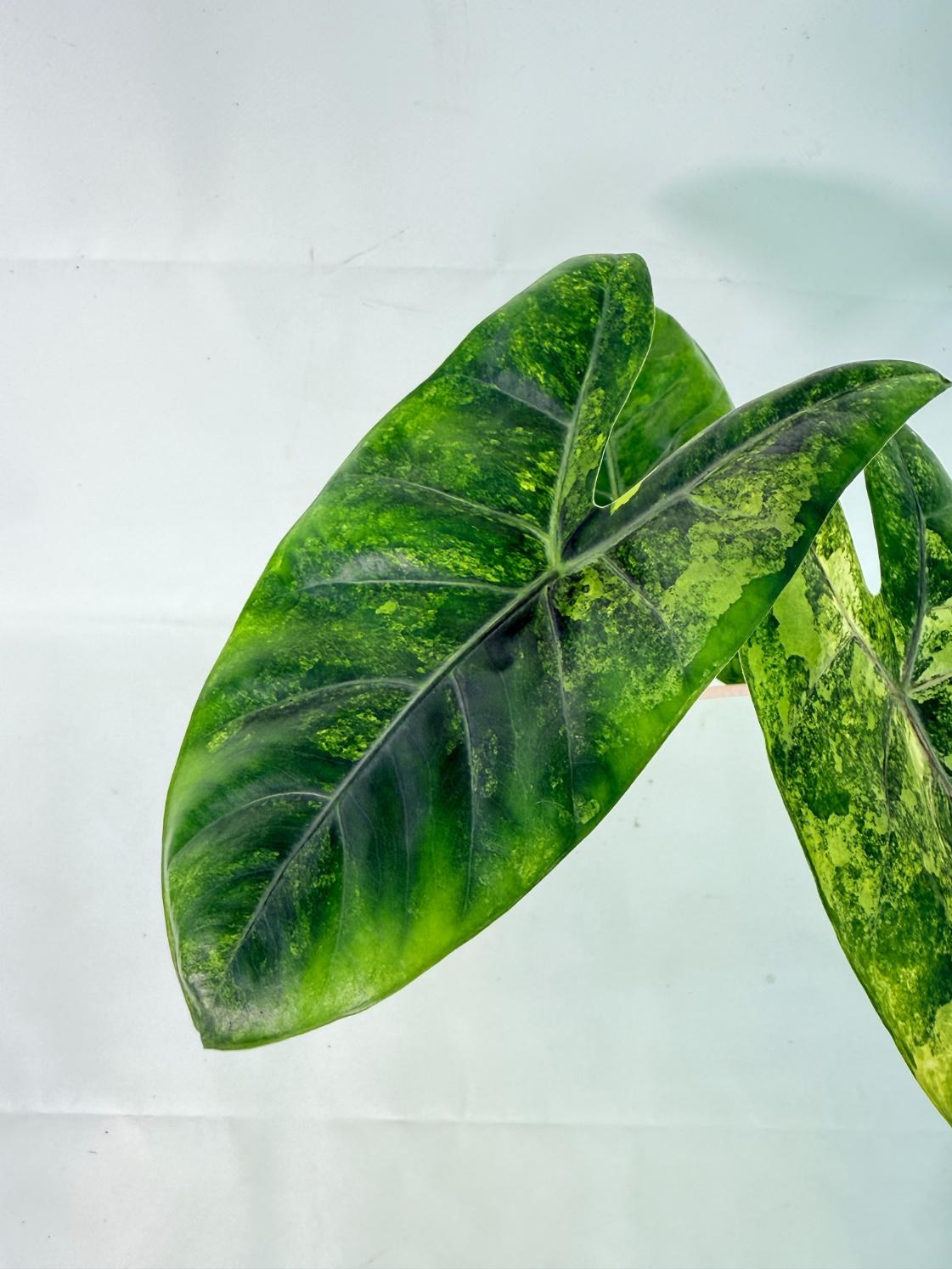 Alocasia Pink Dragon Variegata 8