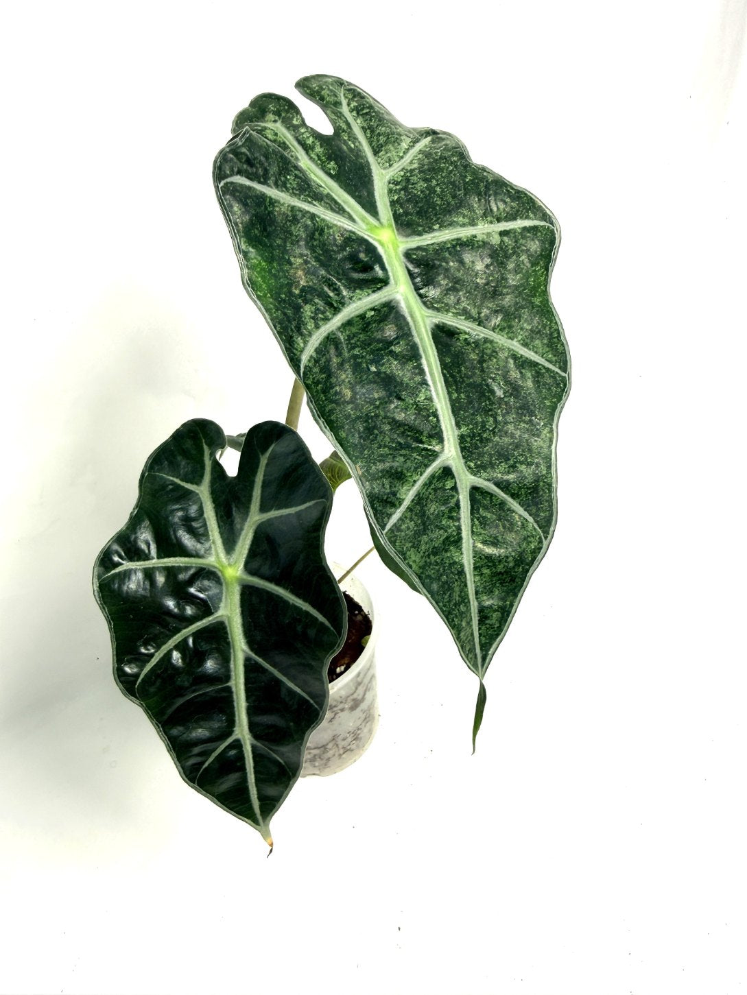 Alocasia Polly Mint