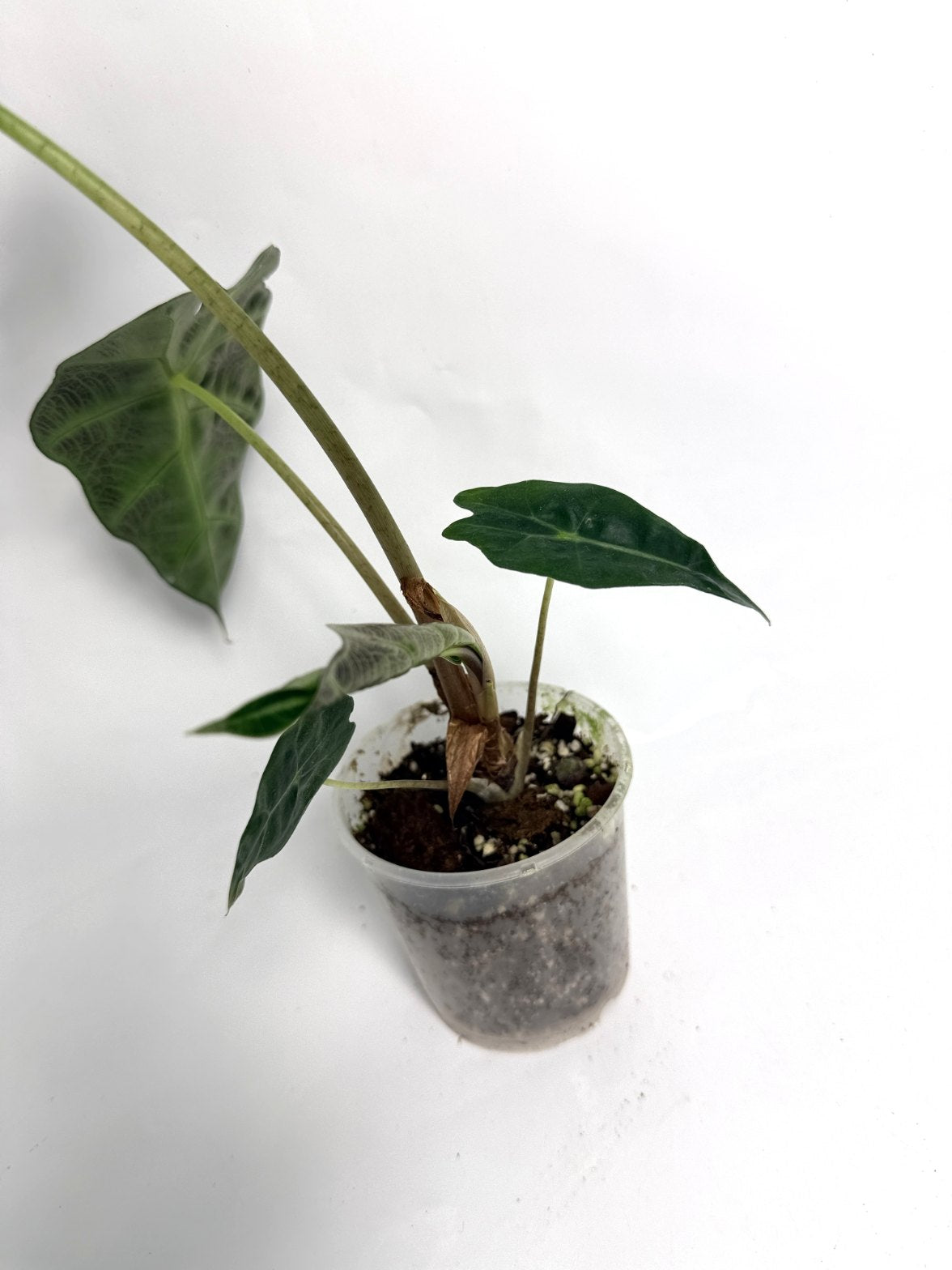 Alocasia Polly Mint