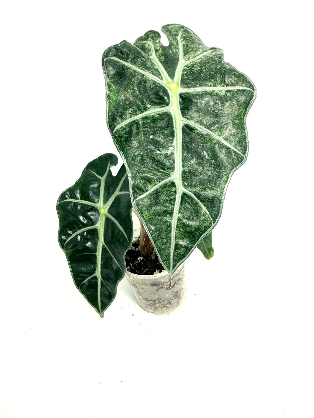 Alocasia Polly Mint