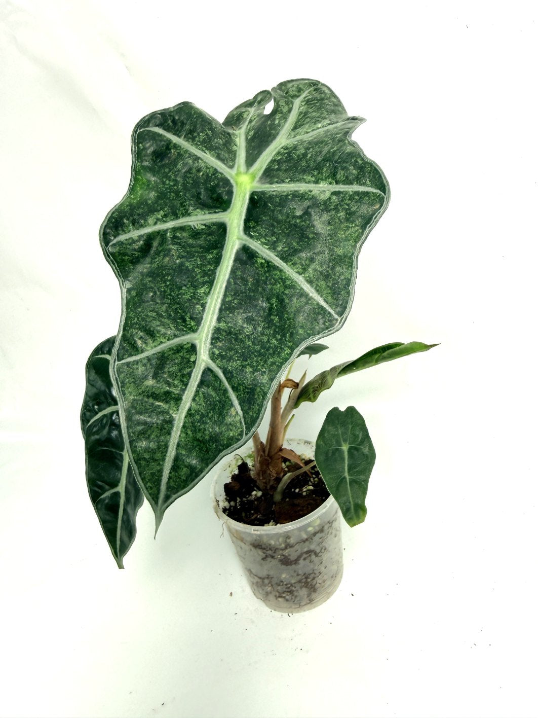 Alocasia Polly Mint