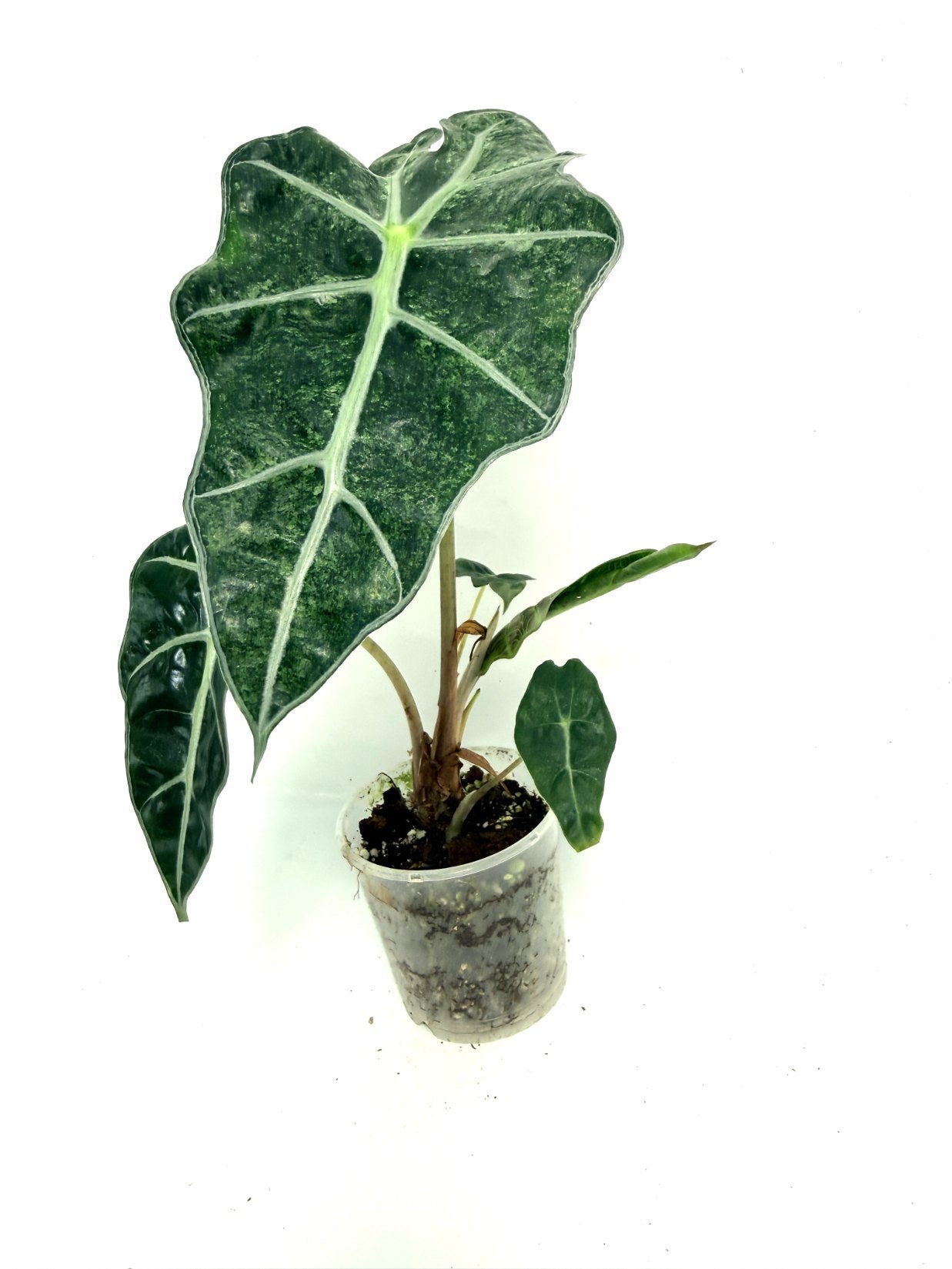 Alocasia Polly Mint
