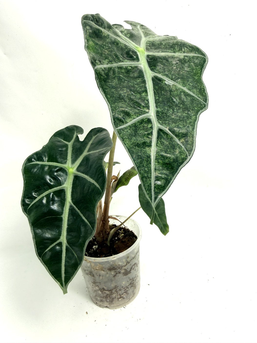 Alocasia Polly Mint