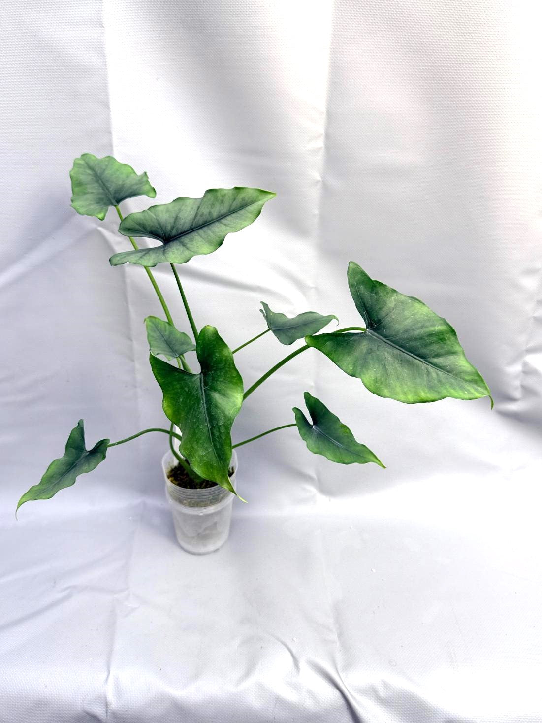 Alocasia Farisii 1