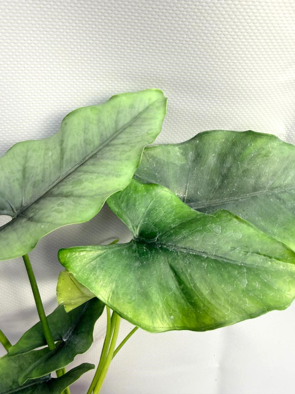 Alocasia Farisii 3