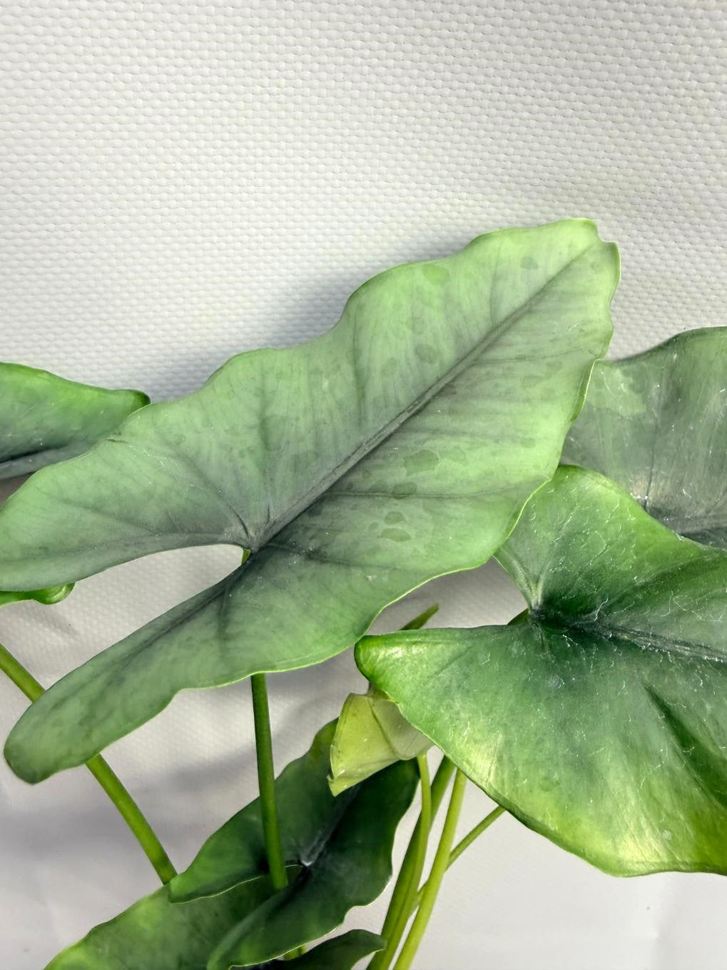 Alocasia Farisii 4