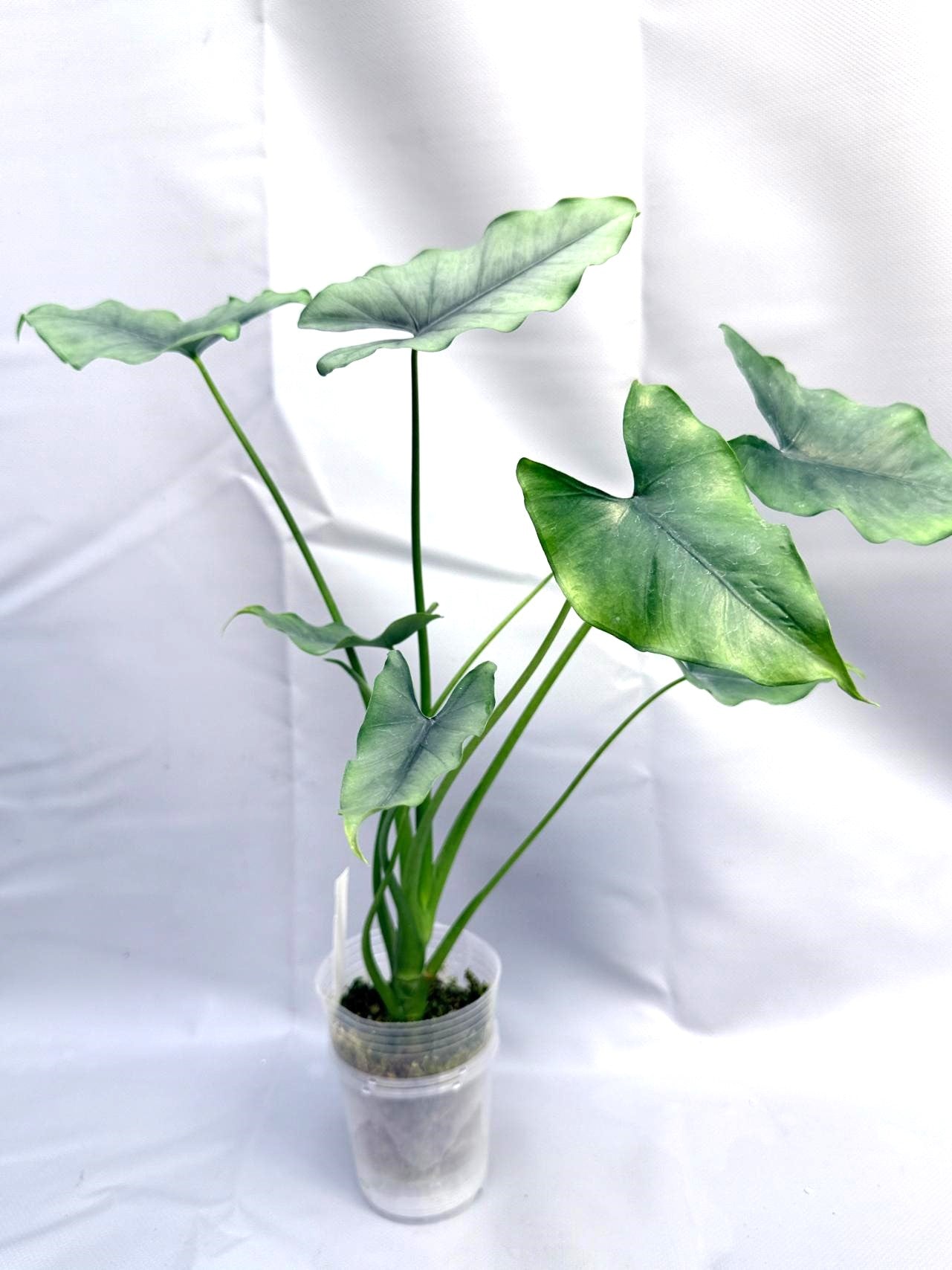 Alocasia Farisii 6