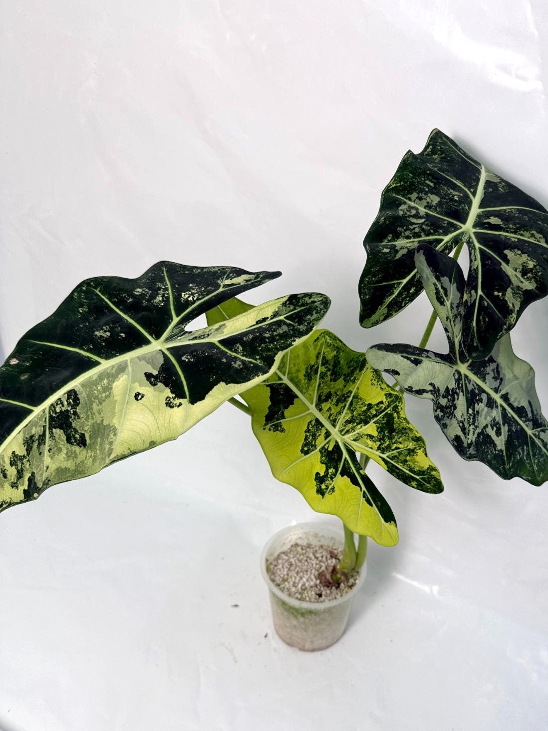 Alocasia Frydek Variegata XL