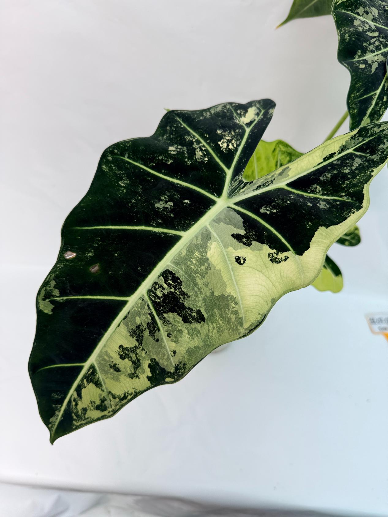 Alocasia Frydek Variegata XL