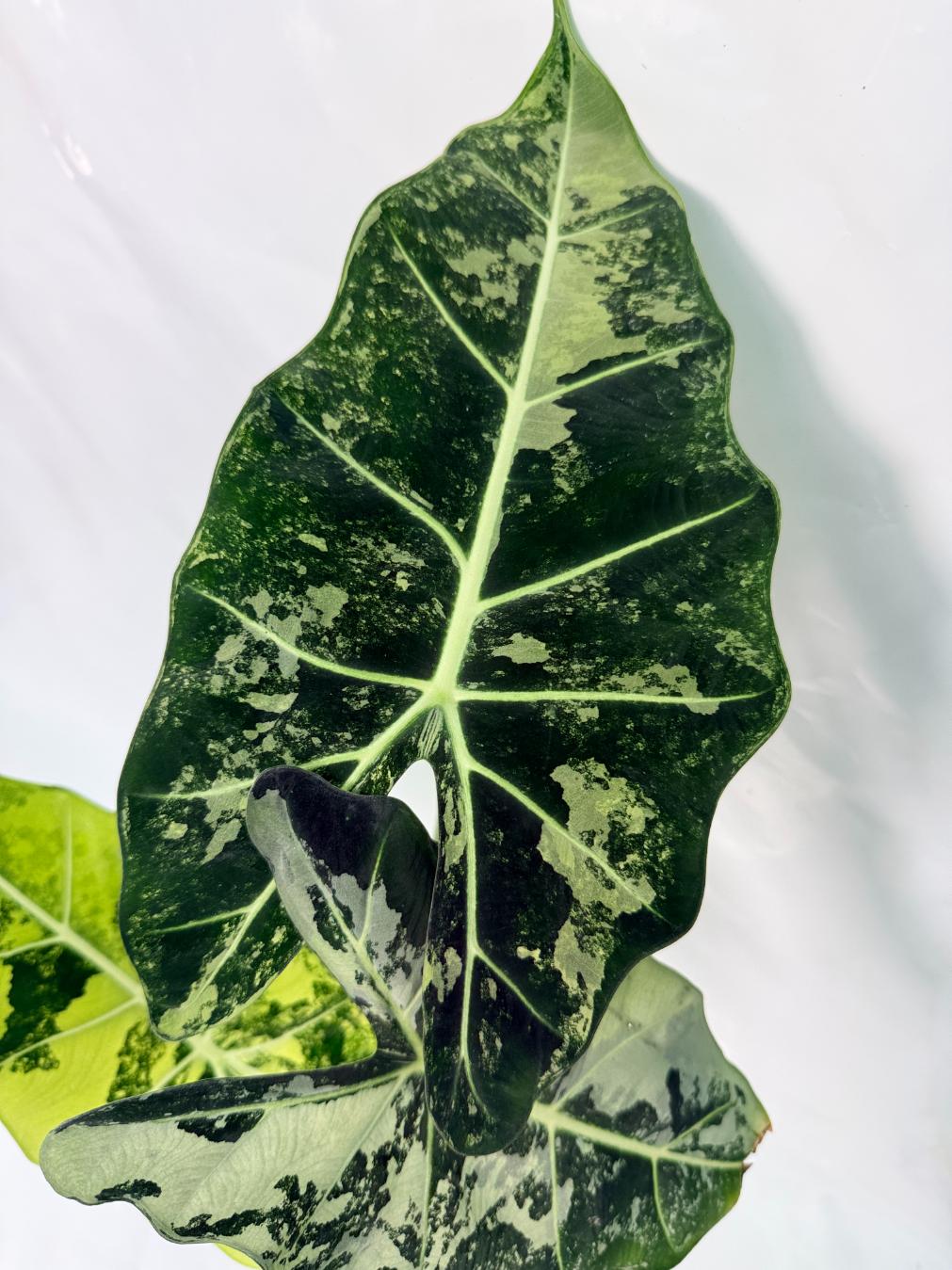 Alocasia Frydek Variegata XL