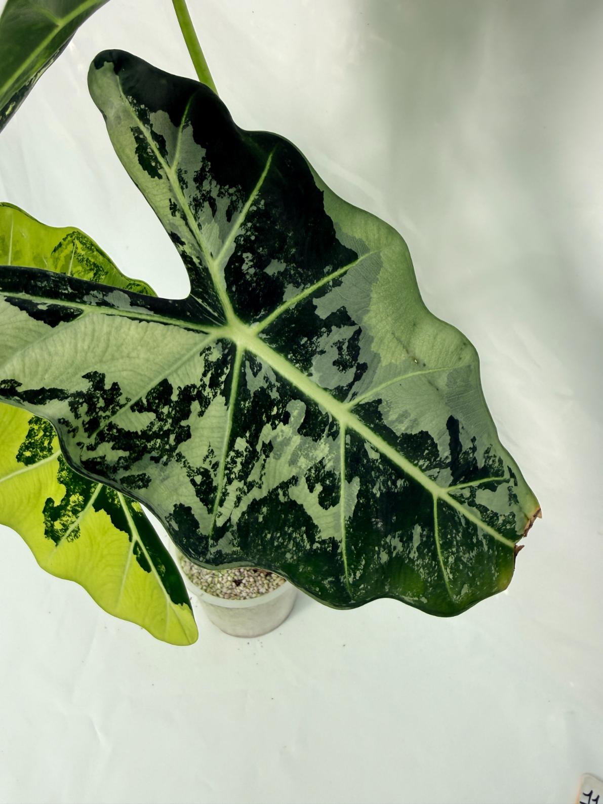 Alocasia Frydek Variegata XL