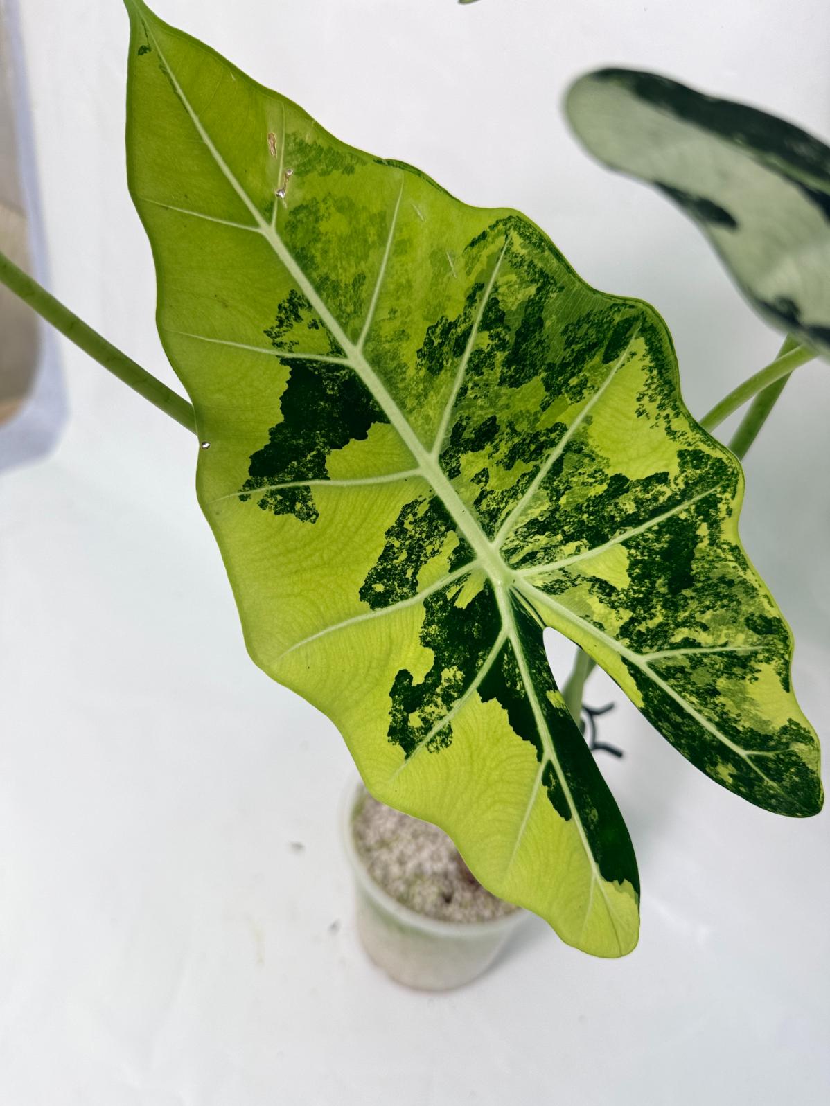Alocasia Frydek Variegata XL