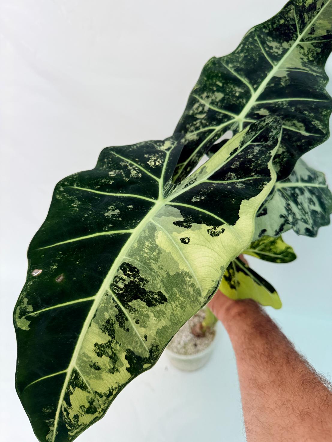 Alocasia Frydek Variegata XL