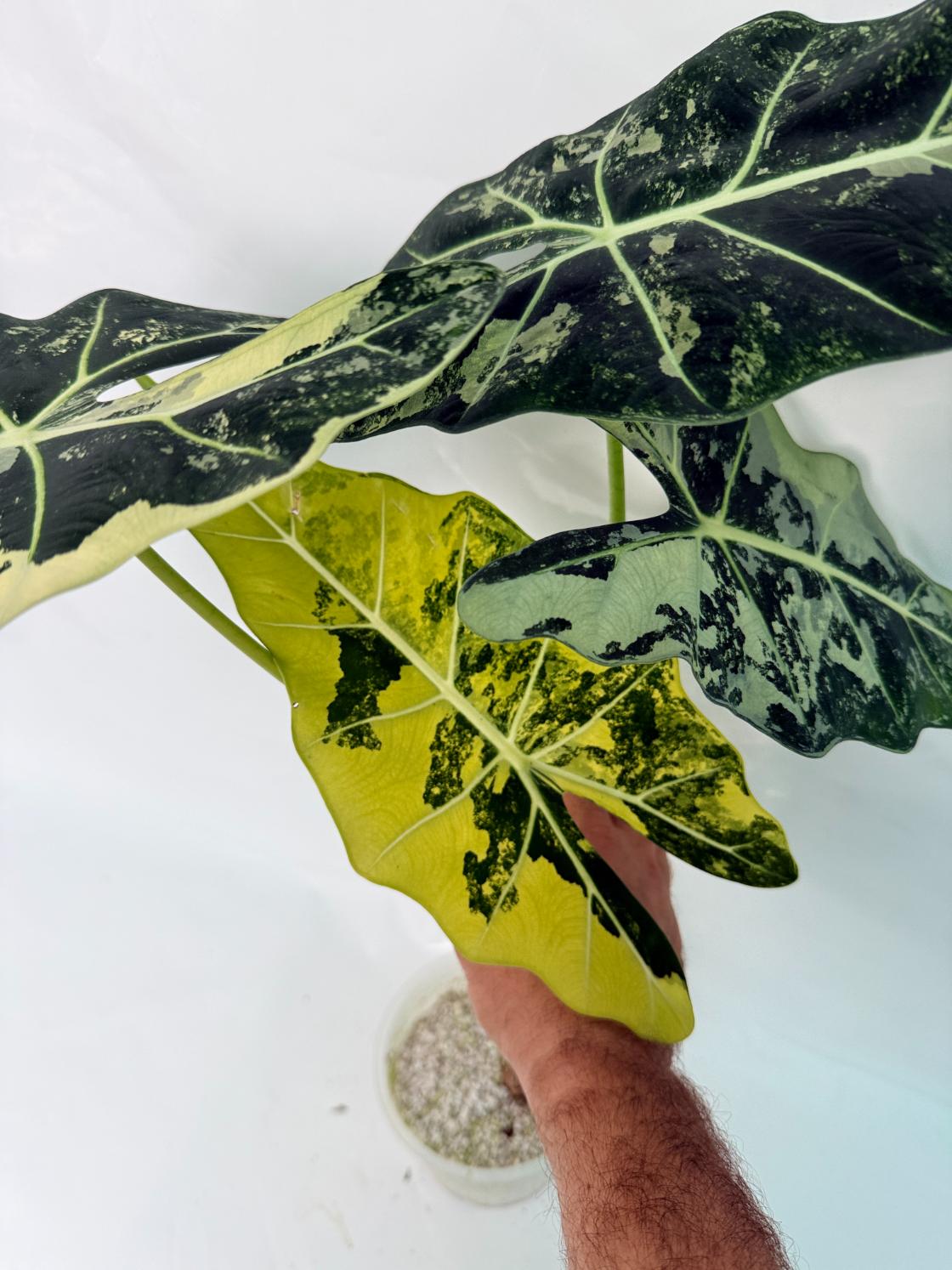 Alocasia Frydek Variegata XL