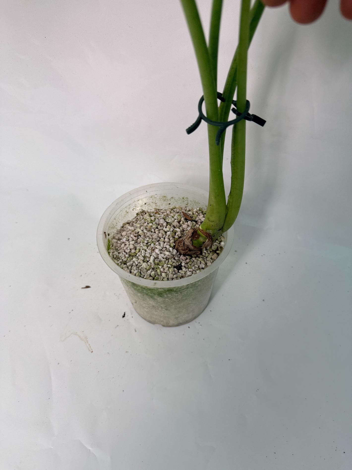 Alocasia Frydek Variegata XL
