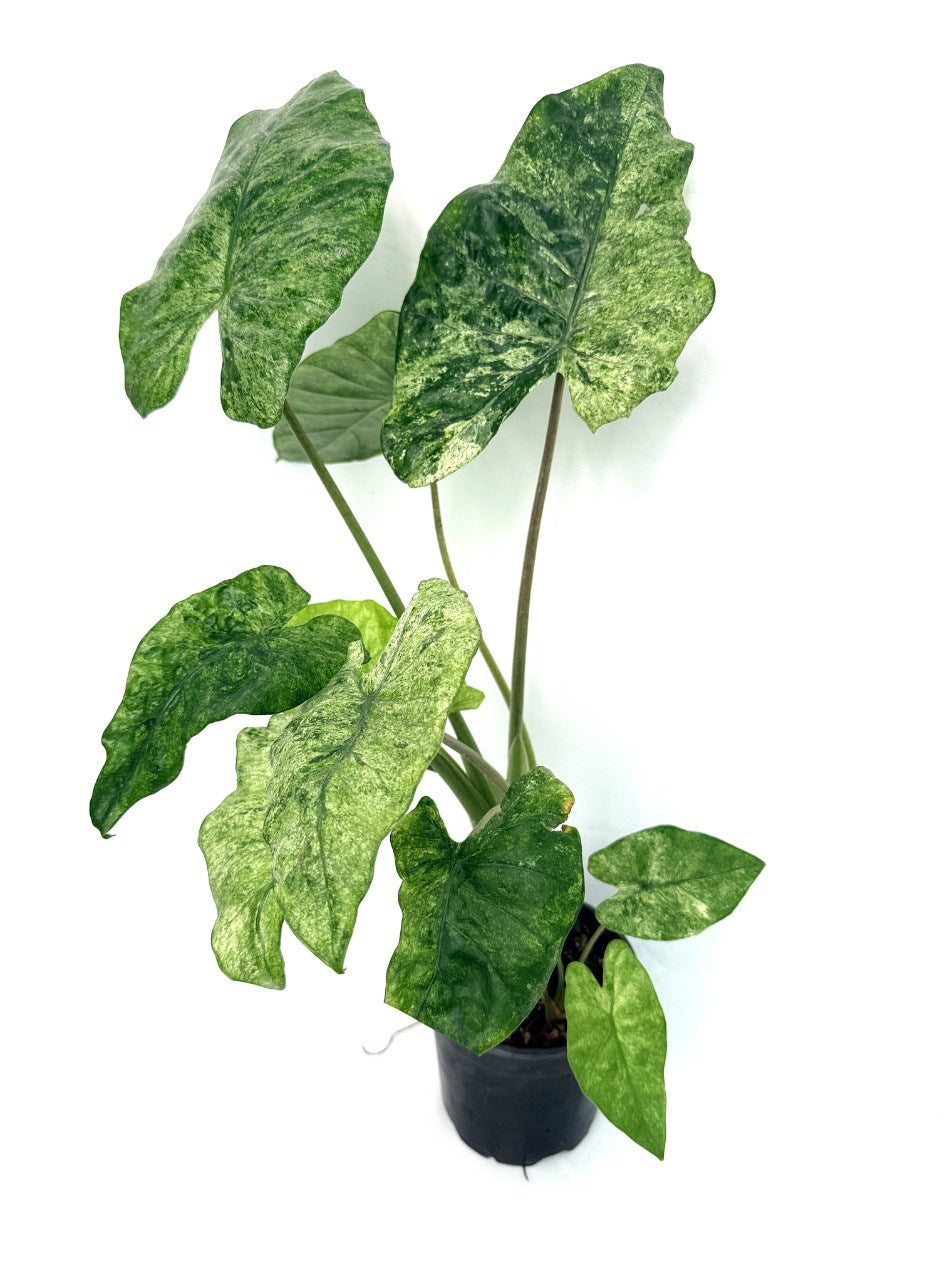 Alocasia_macrorrhiza_variegata