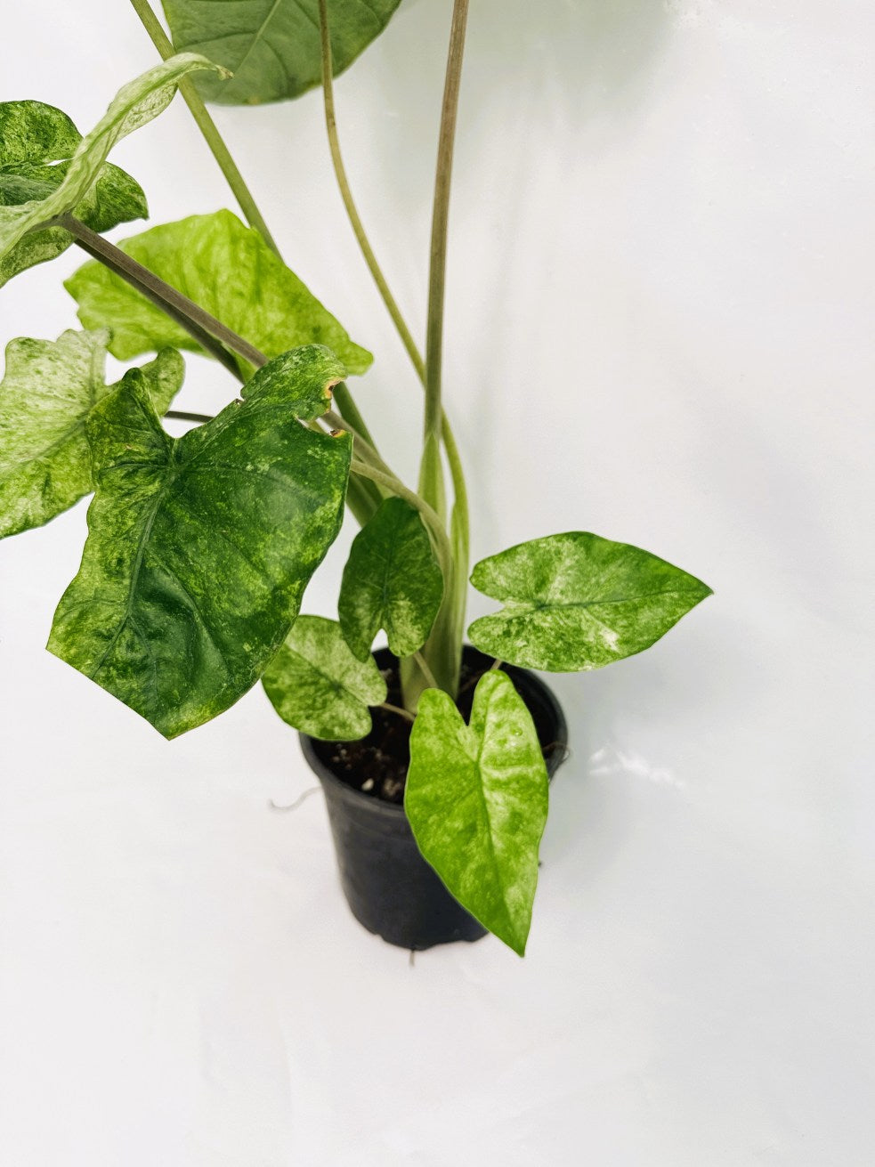 Alocasia_macrorrhiza_variegata