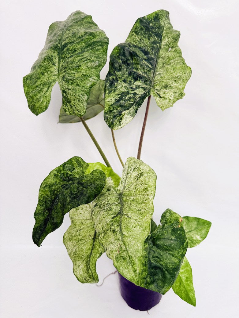 Alocasia_macrorrhiza_variegata