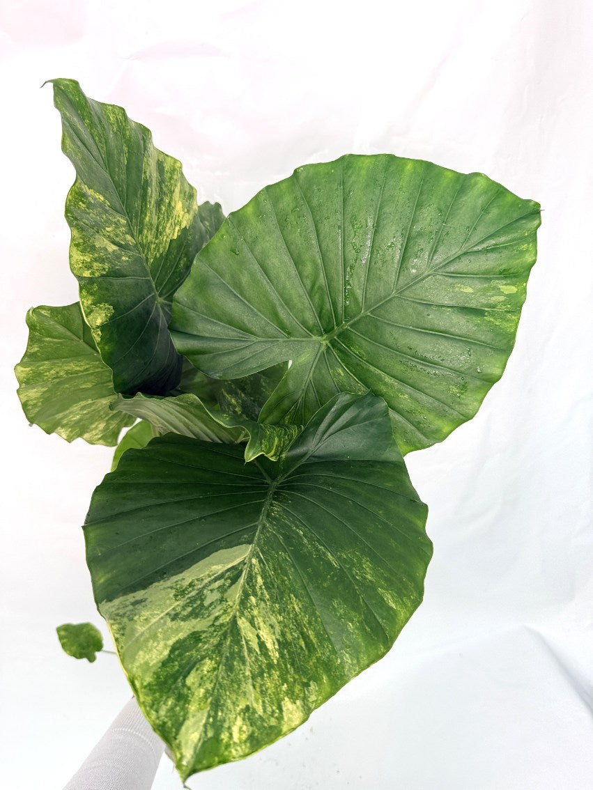 Alocasia_odora_variegata_aurea