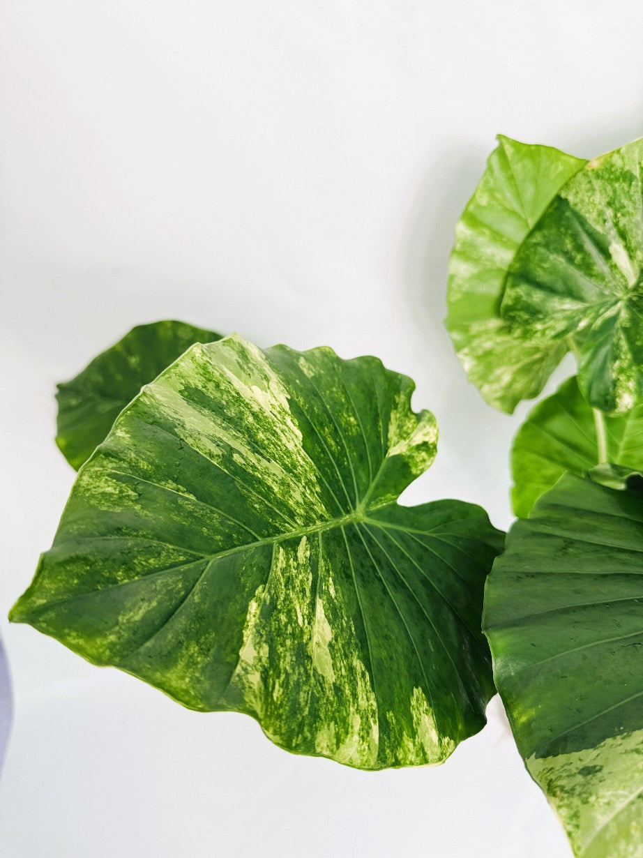 Alocasia_odora_variegata_aurea