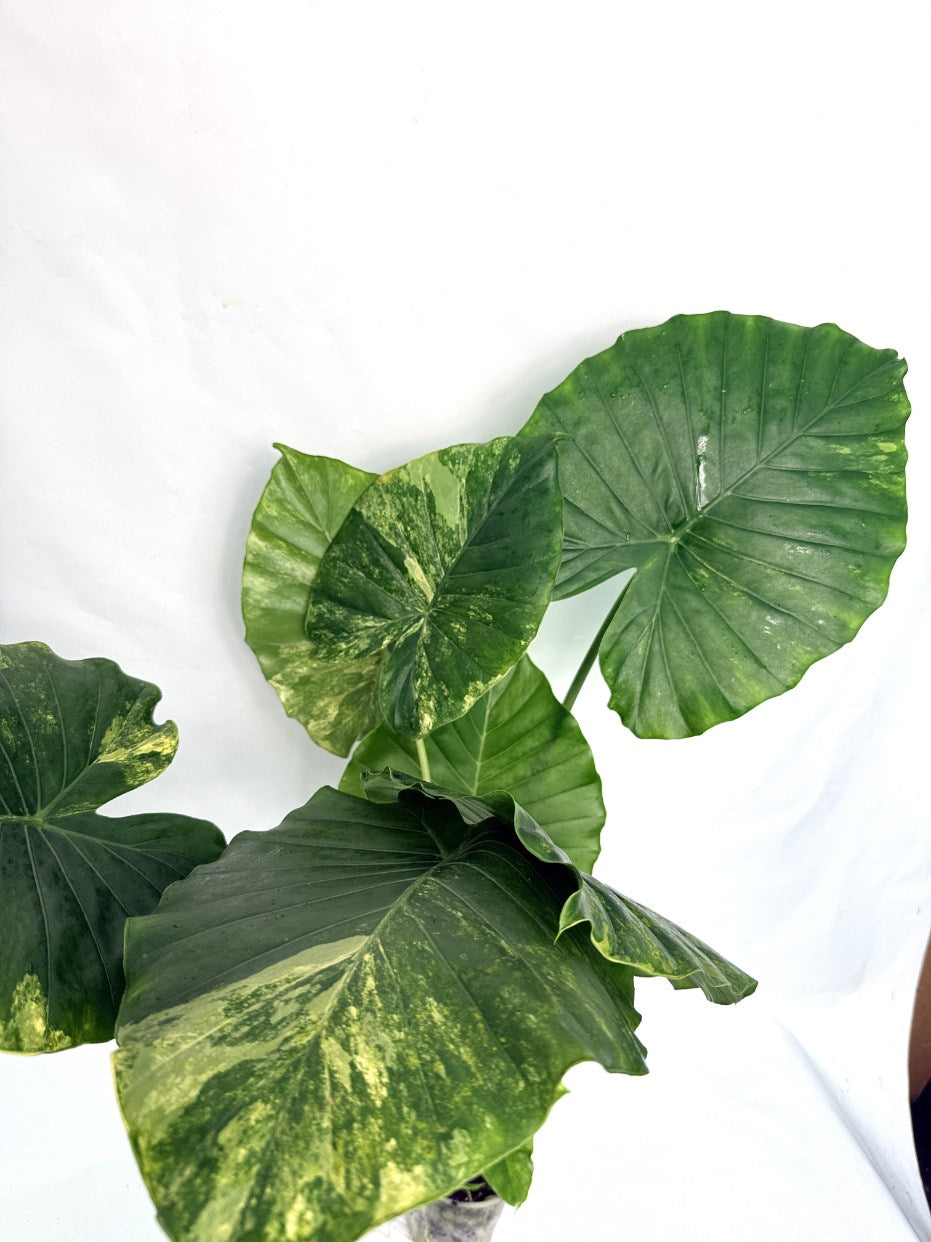 Alocasia_odora_variegata_aurea