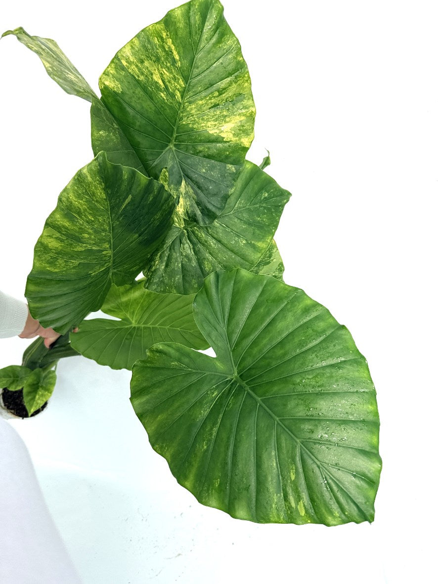 Alocasia_odora_variegata_aurea