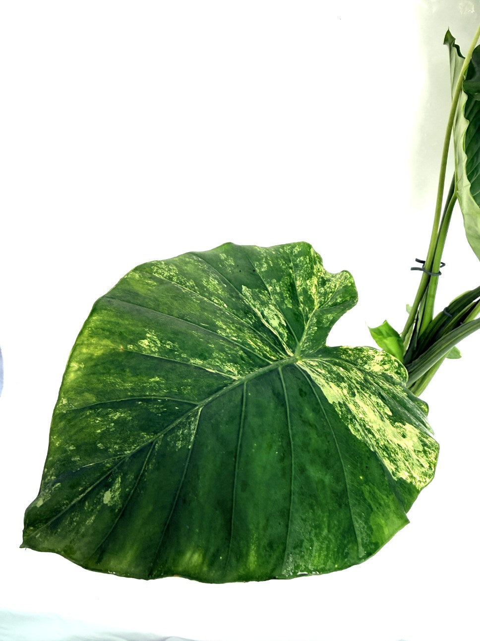 Alocasia_odora_variegata_aurea