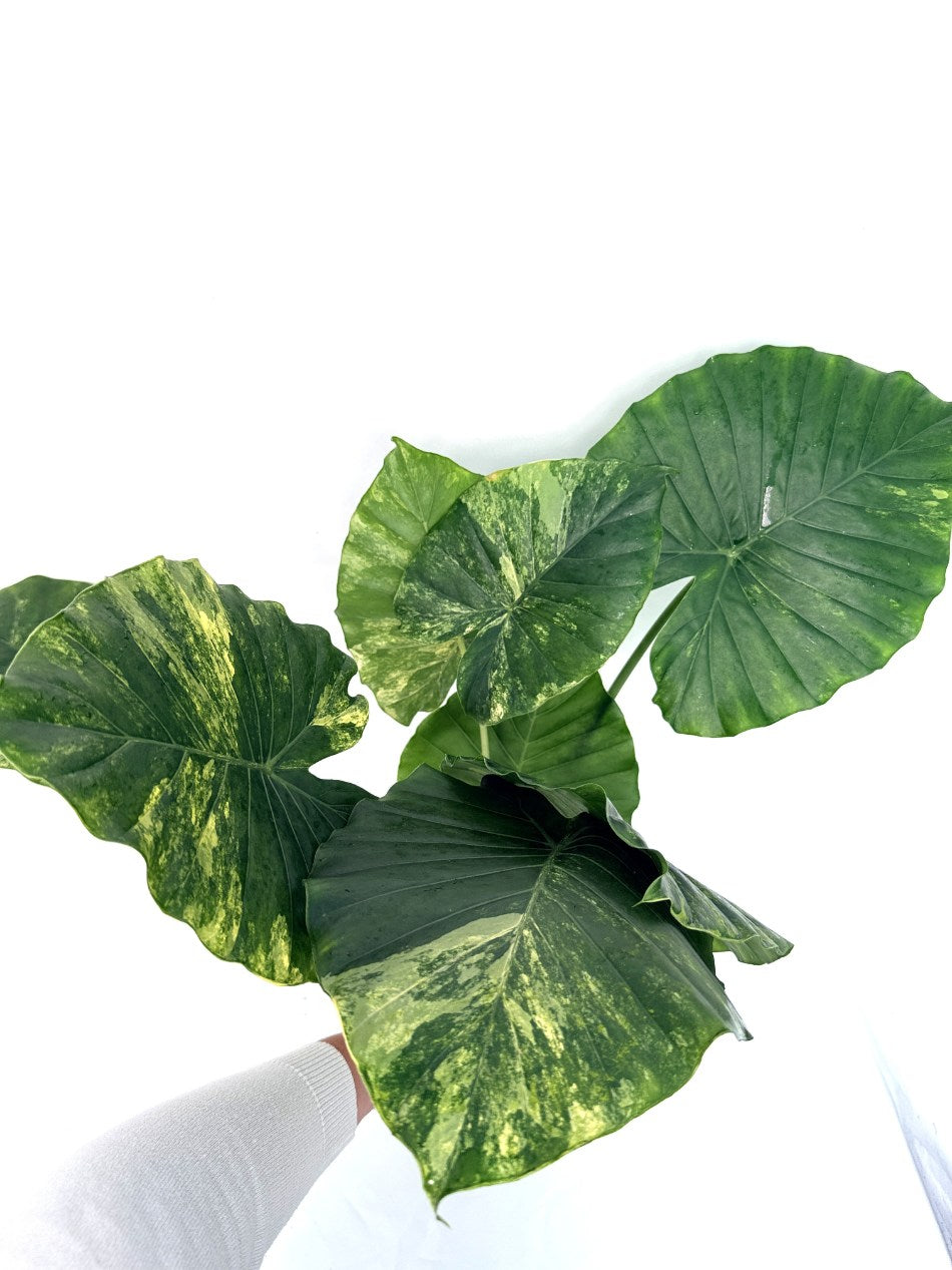 Alocasia_odora_variegata_aurea