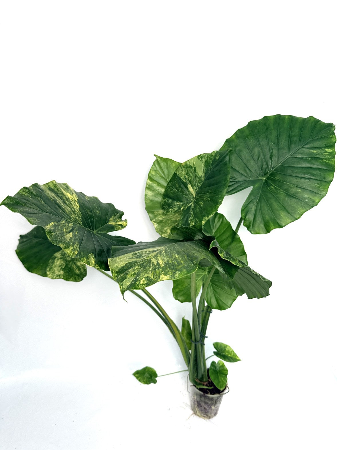 Alocasia_odora_variegata_aurea